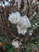 WhatsApp_Image_2025-11-06_at_17.23.38_4