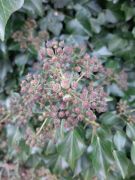 WhatsApp_Image_2025-11-06_at_17.23.39_3